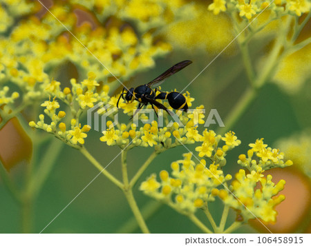 Honey-sucking flower-visiting insects of the family Drobachidae. 106458915
