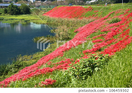 岐阜縣津谷川上的叢生孤挺花 岐阜縣津谷川上的叢生孤挺花 106459302