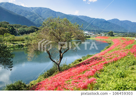 岐阜縣津谷川上的叢生孤挺花 岐阜縣津谷川上的叢生孤挺花 106459303