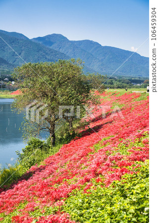 岐阜縣津谷川上的叢生孤挺花 岐阜縣津谷川上的叢生孤挺花 106459304