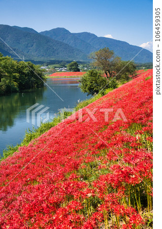 岐阜縣津谷川上的叢生孤挺花 106459305