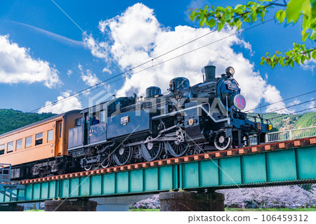(Shizuoka Prefecture) SL running along Ieyama Bridge and rows of cherry blossom trees 106459312
