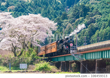 (Shizuoka Prefecture) SL running along Ieyama Bridge and rows of cherry blossom trees 106459313