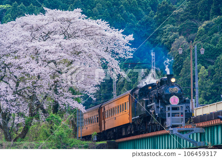 （靜岡縣）沿著家山橋行駛的SL和成排的櫻花樹 106459317