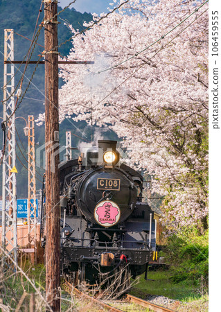 (Shizuoka Prefecture) C108 SL running through Ieyama Sakura Tunnel 106459555