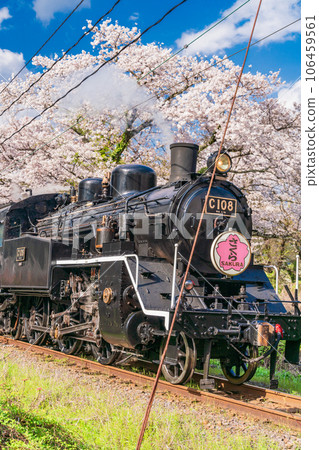 (Shizuoka Prefecture) C108 SL running through Ieyama Sakura Tunnel 106459561