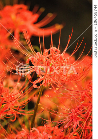 Red spider lily sparkling in the rain Red spider lily sparkling in the rain 106459744
