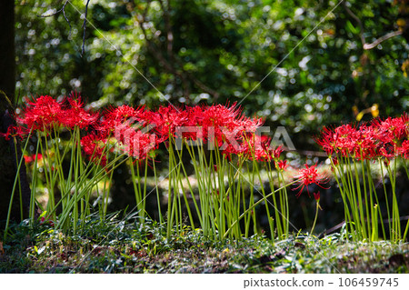 群集孤挺花 106459745