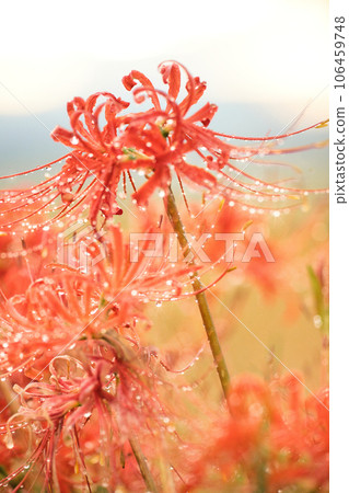 Red spider lily sparkling in the rain Red spider lily sparkling in the rain 106459748