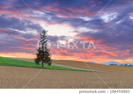 Hokkaido Biei_Christmas tree and spectacular view of sunset Hokkaido Biei_Christmas tree and spectacular view of sunset 106459983