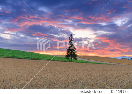 Hokkaido Biei_Christmas tree and spectacular view of sunset Hokkaido Biei_Christmas tree and spectacular view of sunset 106459984