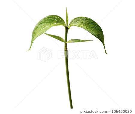 Sprout Sprout 106460020