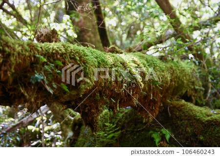 Moss clinging to a fallen tree 106460243