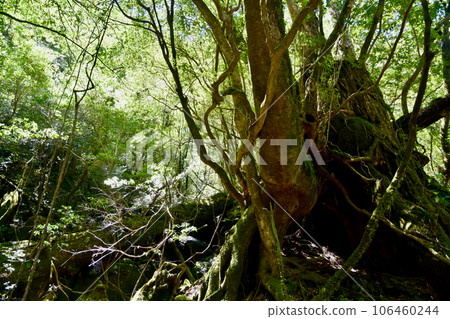 intricately intertwined branches 106460244