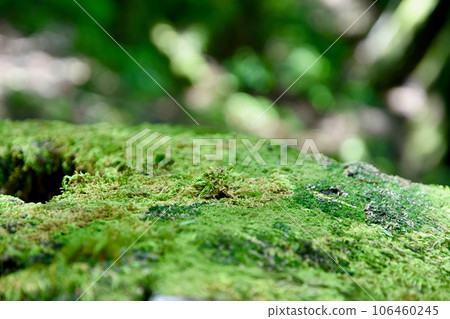 樹樁苔蘚 106460245