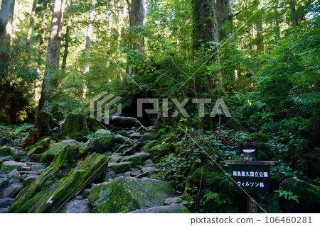 Yakushima Wilson shares 106460281