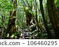 Yakushima mountain trail scenery 106460295