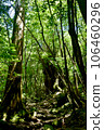 Yakushima mountain trail scenery 106460296