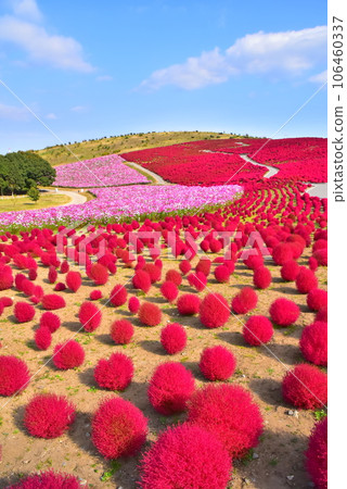 vivid autumn landscape 106460337