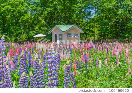 Onuma lakeside where luminous blooms 106460660