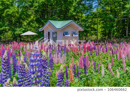 Onuma lakeside where luminous blooms Onuma lakeside where luminous blooms 106460662