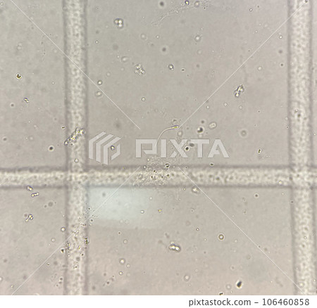 Spermatozoa Spermatozoa 106460858
