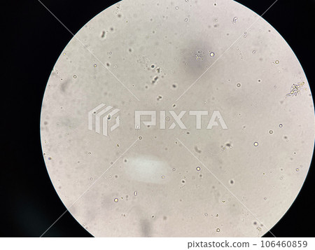 Spermatozoa 106460859