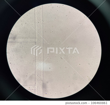 Spermatozoa 106460861