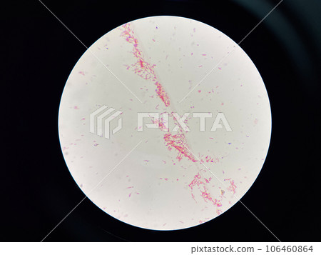 Bacteria cell Bacteria cell 106460864