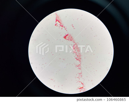 Bacteria cell Bacteria cell 106460865