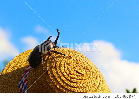Scenery of a beetle climbing on a straw hat under the blue sky with white clouds 106460874