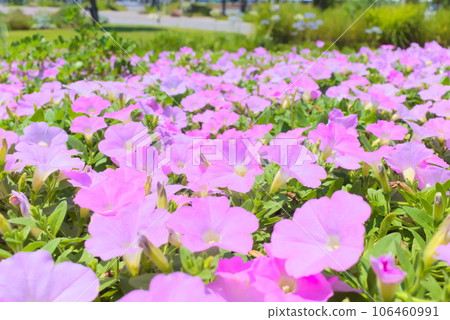 花園裡有很多矮牽牛正在盛開 106460991