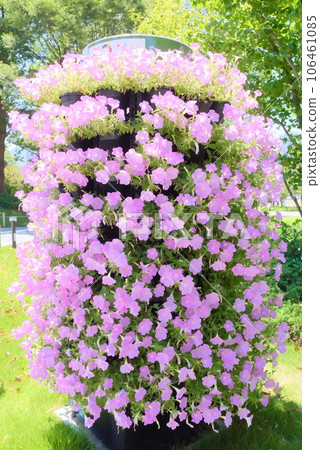 Many petunias planted in a column Many petunias planted in a column 106461085
