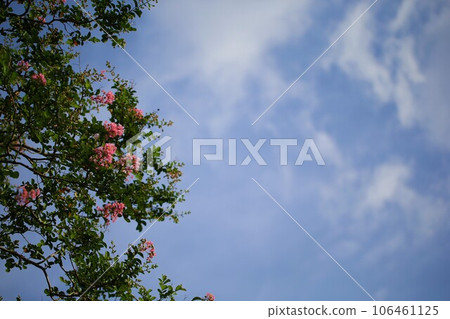 紅紫薇花和藍天 106461125