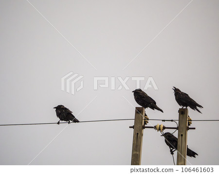 Crow crows on a telephone pole Crow crows on a telephone pole 106461603