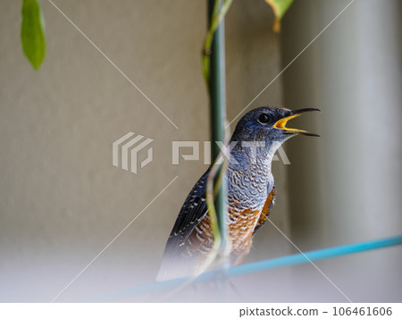 紅腹鵯大聲鳴叫 106461606