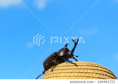 Scenery of a beetle climbing a straw hat under the blue sky in midsummer 106461722