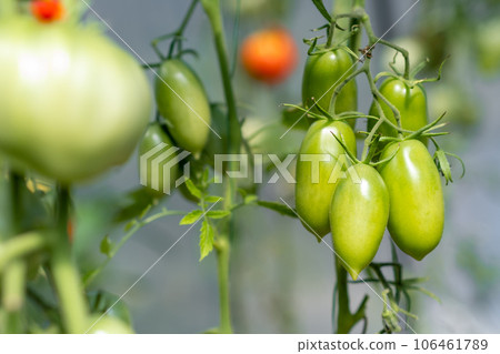 Red, ripe and green large tomatoes on a bush in a greenhouse. Tomatoes in a greenhouse. Plantation of tomatoes. Organic farming, growth of young tomato plants in a greenhouse. 106461789