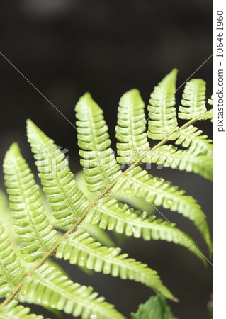 Fern leaves growing in the garden - Garden after the rain Fern leaves growing in the garden - Garden after the rain 106461960