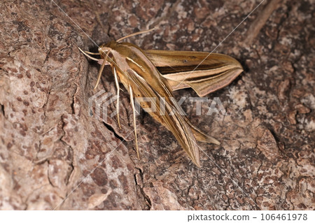 Creatures, Insects, Seth sparrows, smart and beautiful small sparrow moths. It can be seen from the rainy season to autumn. 106461978