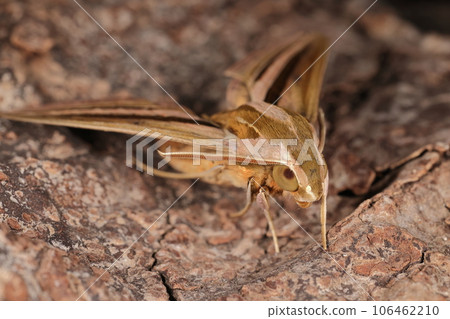 Creatures Insects Sand sparrows are disliked by farmers because their larvae sometimes devour crops. 106462210
