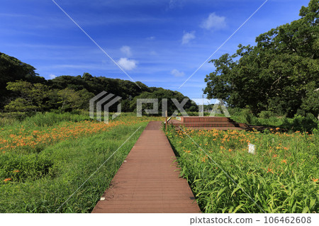 Koajiro forest where Hamakagaya grass blooms 106462608