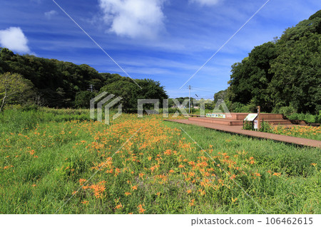 濱鏡穀草盛開的小次郎森林 濱鏡穀草盛開的小次郎森林 106462615
