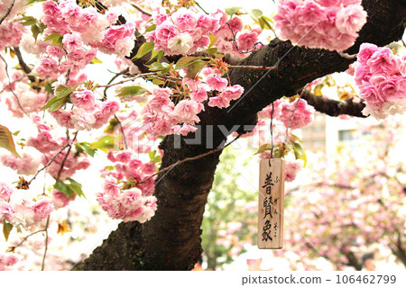 The passage through the cherry blossoms at the Osaka Mint and the double cherry blossom (Fugenzo) wooden plaque 106462799