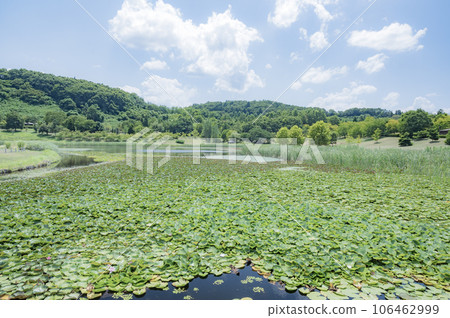Niigata water lily pond 106462999