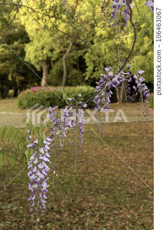 懸掛的紫藤花和春天的公園風景-2 106463067