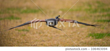 Flight scene of Harris Hawk flying over the ground 106463094