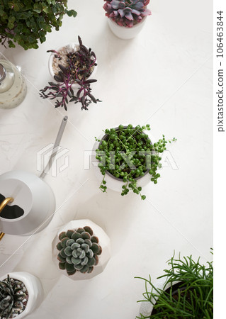 Potted Senecio Rowley house plant in white ceramic pot and other succulent plants on a table indoors Potted Senecio Rowley house plant in white ceramic pot and other succulent plants on a table indoors 106463844