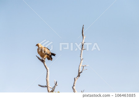 Tawny Eagle in Etosha 106463885