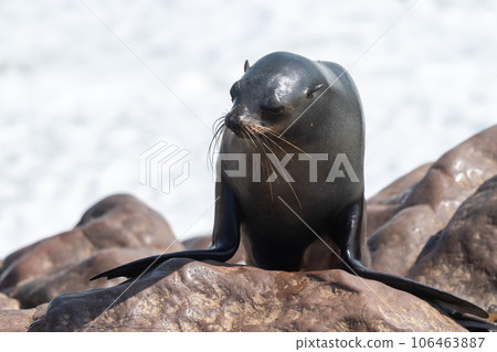 One seal emerging from the water 106463887